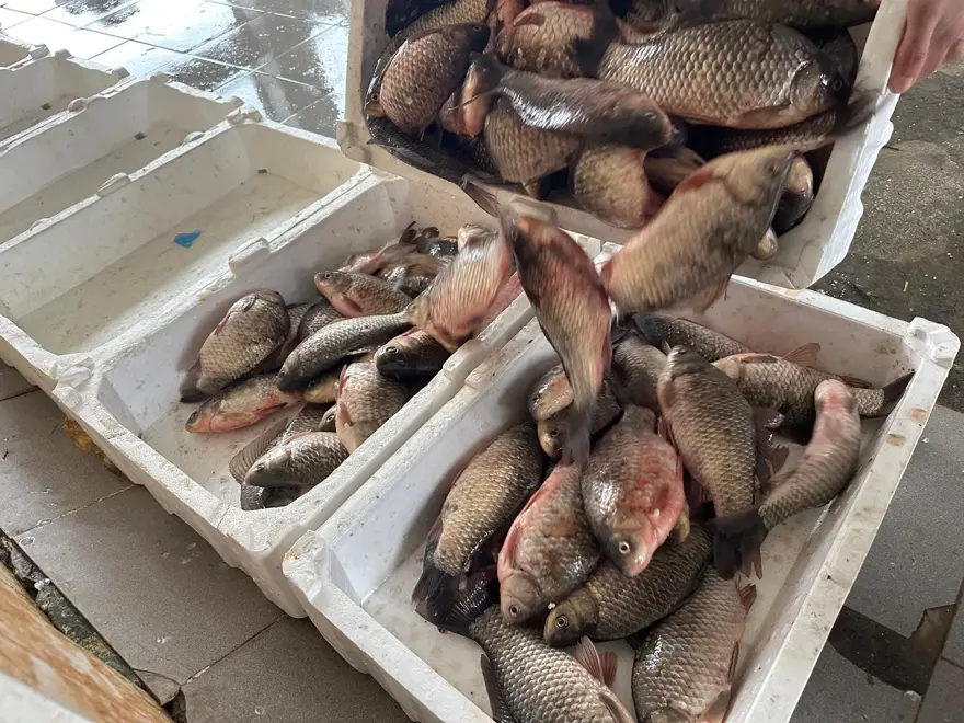 BALIKÇILAR İÇİN AVANTAJ 