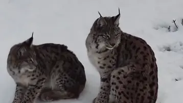 Vaşak ailesi böyle görüntülendi