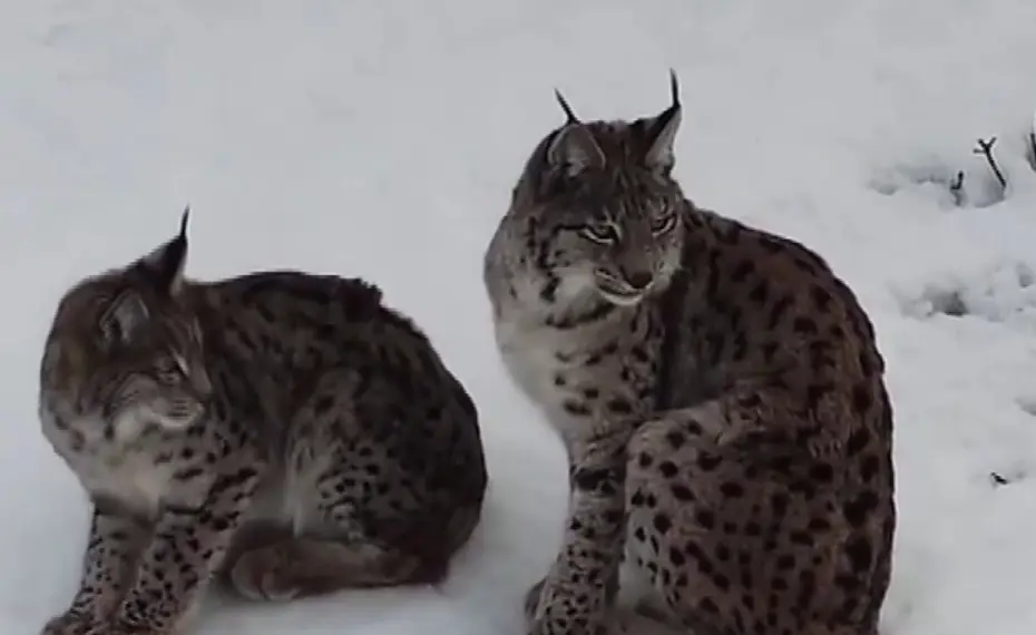 Vaşak ailesi böyle görüntülendi