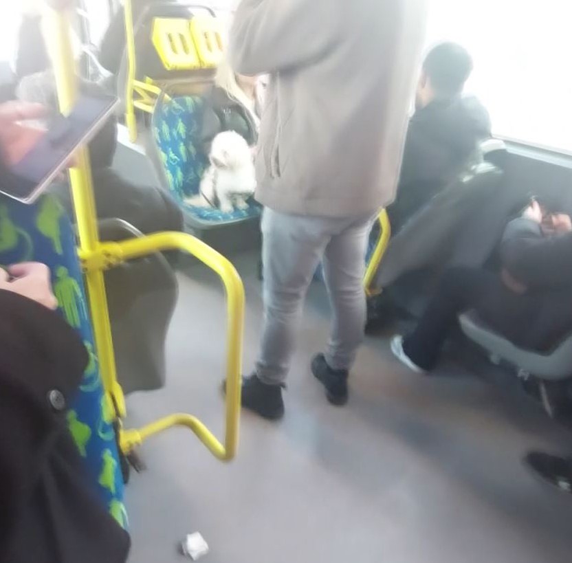 Metrobüste köpek koltukta oturdu, tartışma konusu oldu
