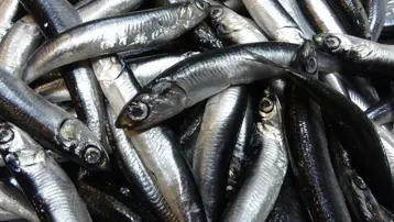 Savaşta olan ülkelerin tercihi hamsi oldu. Hamsi ihracatın da şaşırtan sıralama