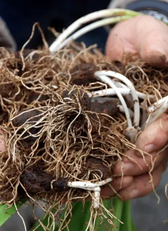 Toros Dağları'nda yetişiyor, Avrupa pazarında yoğun talep görüyor. Doğadan toplamak yasak