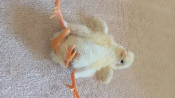 Diyarbakır'da dört ayaklı civciv şaşırttı