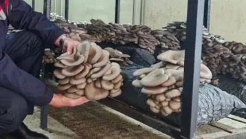 Yılda 10 tondan fazla üretiyor. Bölgede gelir kaynağı oldu