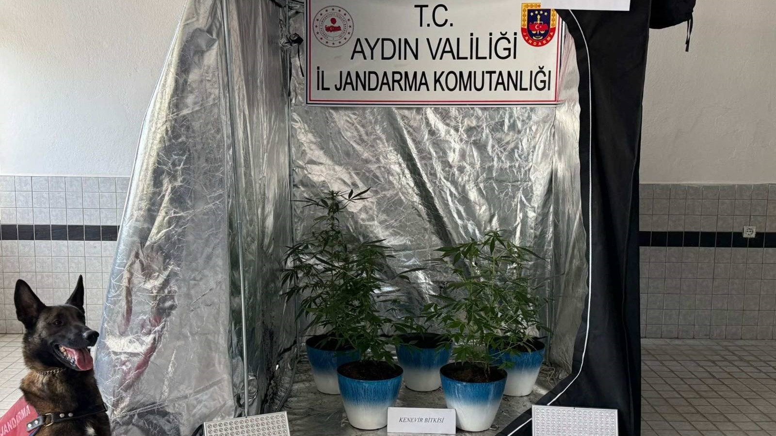 Evinde kurduğu kenevir düzeneği, operasyonda ele geçirildi