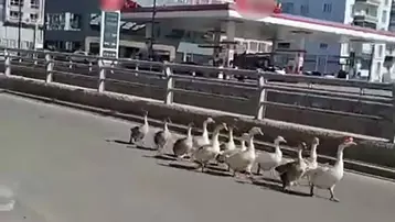 Trafikte kazlar geçidi