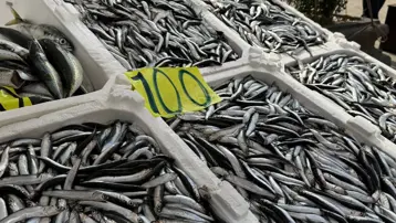 Av sezonunun sonunda satışlar devam ediyor. Kilosu 100 TL