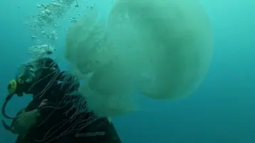 Kâbus oldular, yüzlercesi ağlara takıldı. Akdeniz'in en büyükleri