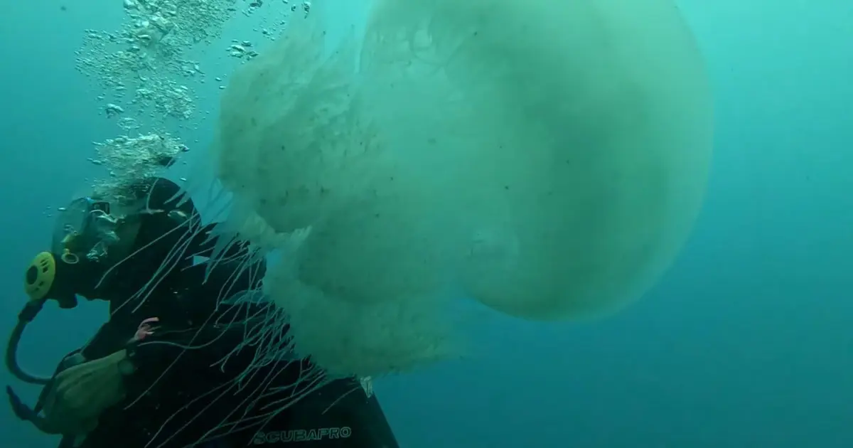 Kâbus oldular, yüzlercesi ağlara takıldı. Akdeniz'in en büyükleri