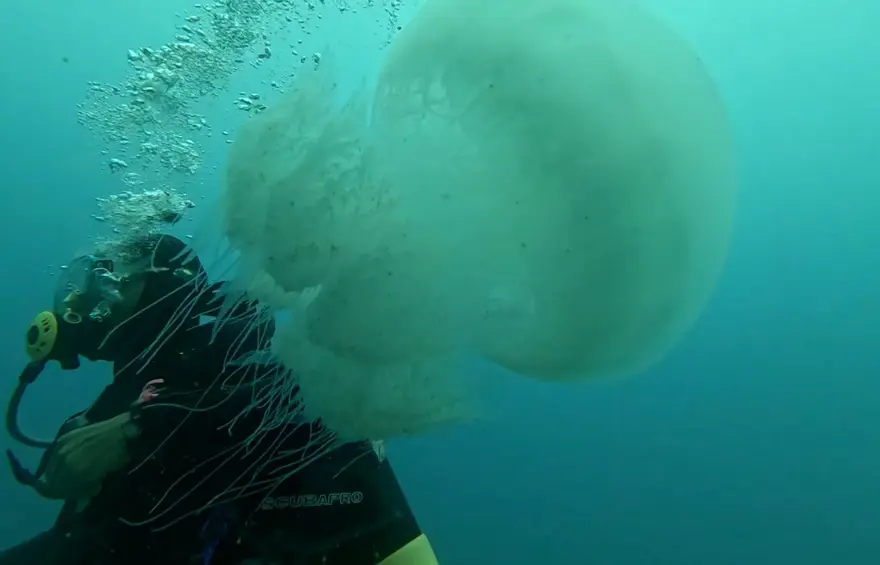 Kâbus oldular, yüzlercesi ağlara takıldı. Akdeniz'in en büyükleri Kâbus oldular, yüzlercesi ağlara takıldı. Akdeniz'in en büyükleri
