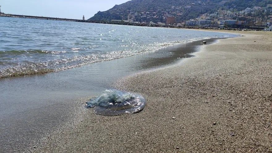 AKDENİZ'İN EN BÜYÜKLERİ, BİR TANESİ 10 KİLOGRAM
1 AKDENİZ'İN EN BÜYÜKLERİ, BİR TANESİ 10 KİLOGRAM
1