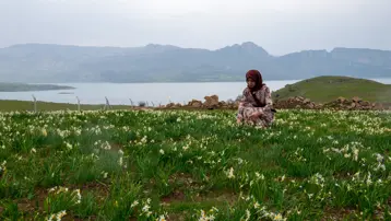 Üçkaya köyünde kendiliğinden yetişiyor. 2 hafta ömrü var