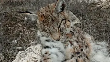 Nesli tehlike altındaki vaşak doğada ölü bulundu