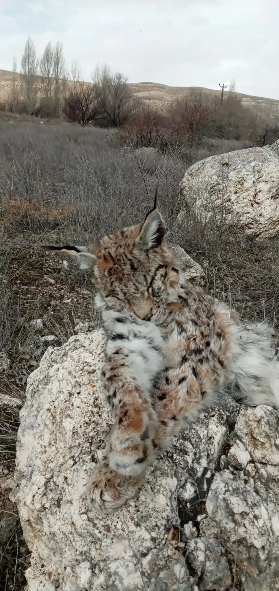 Nesli tehlike altındaki vaşak doğada ölü bulundu