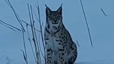 Nesli risk altındaki vaşak karlı arazide görüntülendi