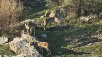 Diyarbakır'da popülasyonu hızlı artan dağ keçileri görüldü