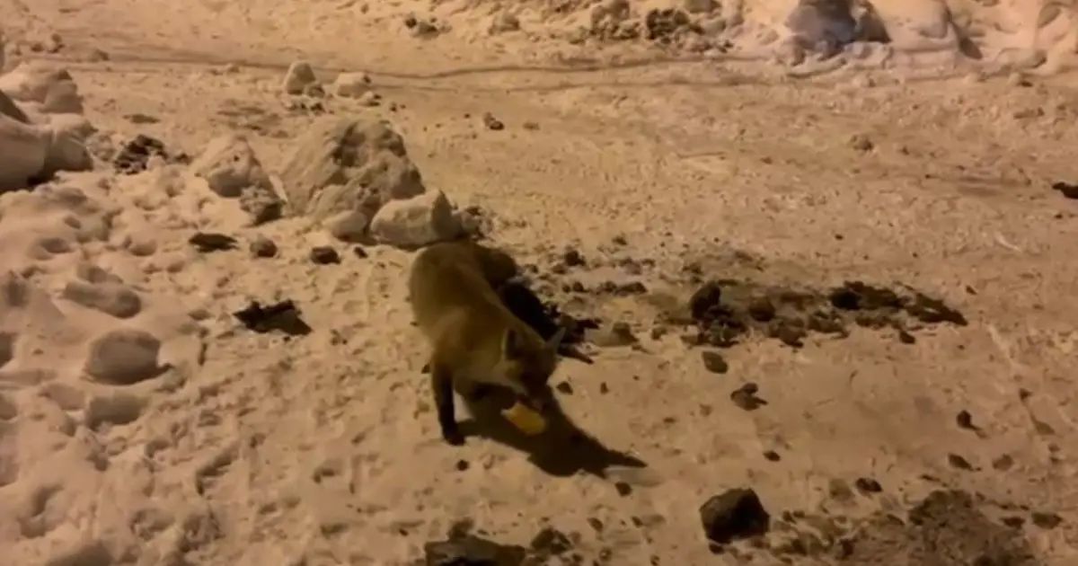 Her gün evinin önüne gelen tilkiyi böyle besliyor