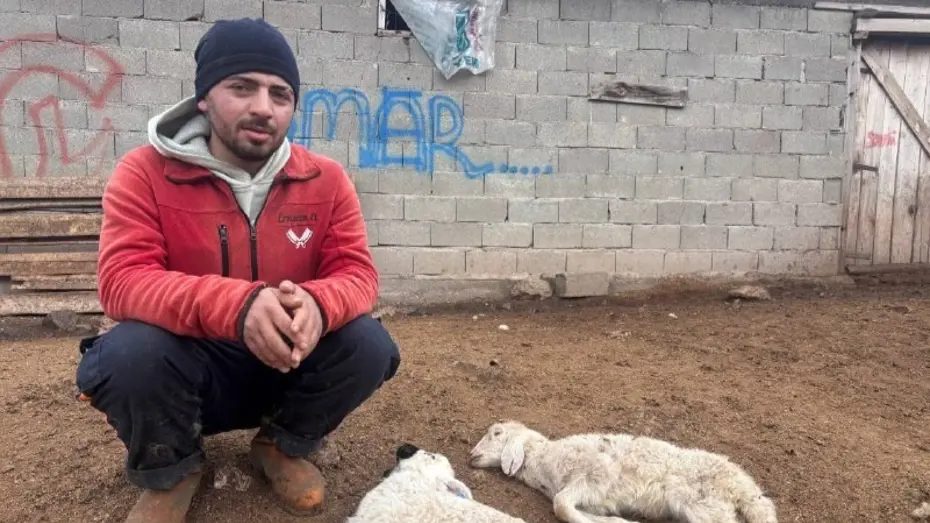 Kuzular belirti göstermeden bir anda telef oluyor