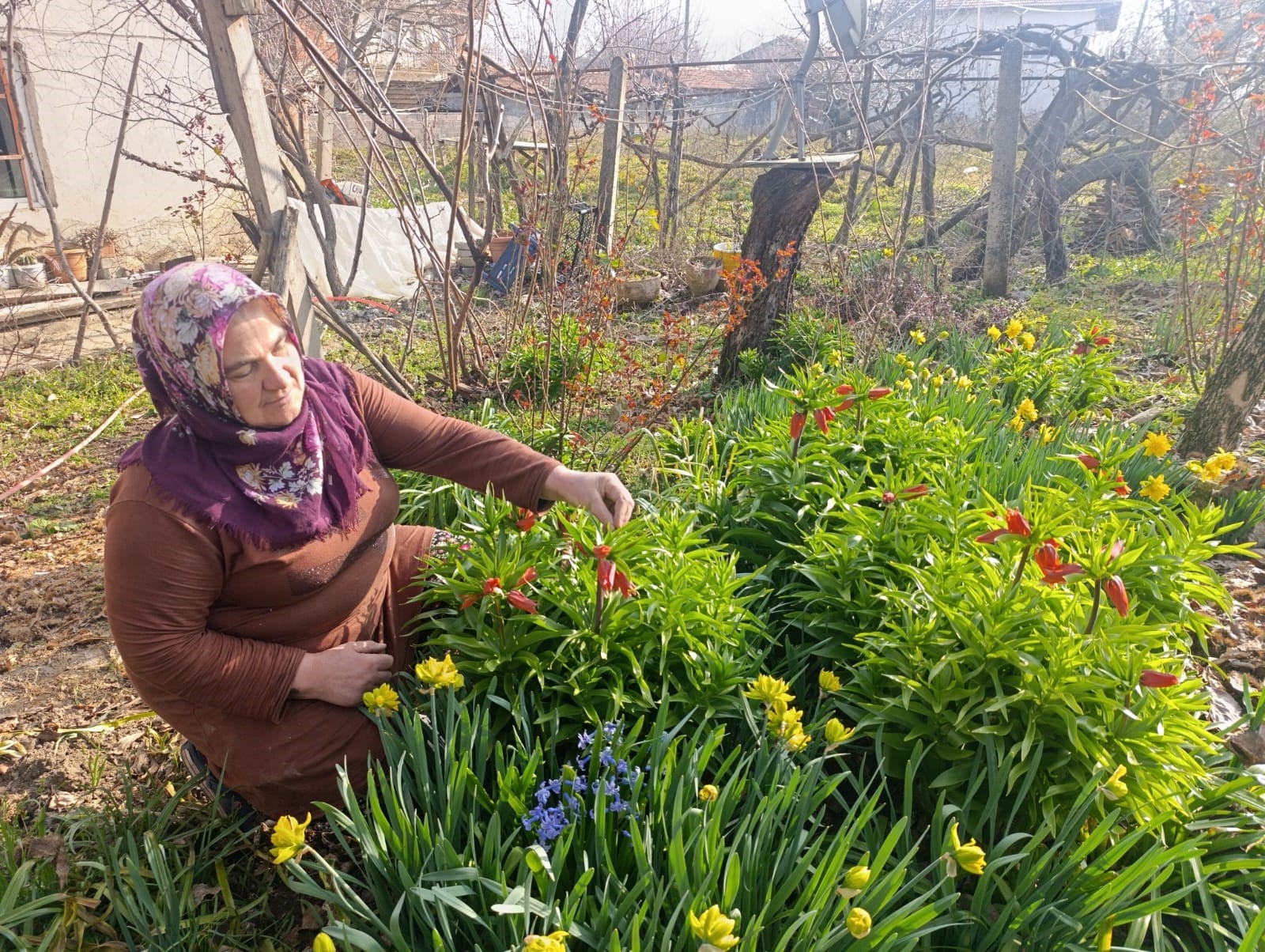 Halk arasında ''Ağlayan gelin'' adıyla biliniyor. Koparması yasak, şehir dışından bile görmeye gelen var
