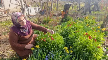 Halk arasında ''Ağlayan gelin'' adıyla biliniyor. Koparması yasak, şehir dışından bile görmeye gelen var