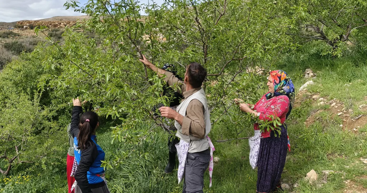 Bu yıl hasadı erken başladı. Kilosu 150 TL'ye satılıyor, yurt dışından da talep var