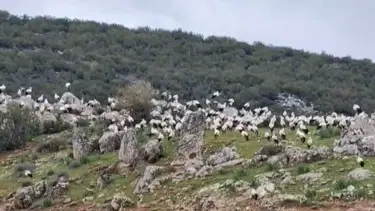Gaziantep'e leylek akını. Yüzlercesi görüntülendi
