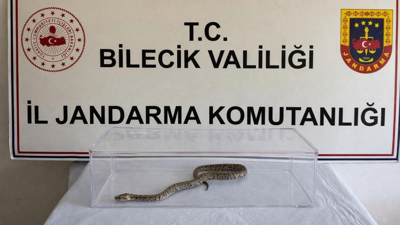 Bilecik'te piton yılanı yakalandı