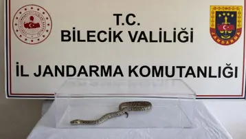 Bilecik'te piton yılanı yakalandı