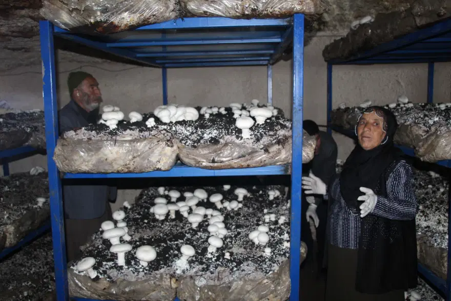 2 bin yıllık mağarayı ekmek kapısına çevirdi. Ayda 3 ton ürün çıkarıyor 3 2 bin yıllık mağarayı ekmek kapısına çevirdi. Ayda 3 ton ürün çıkarıyor 3
