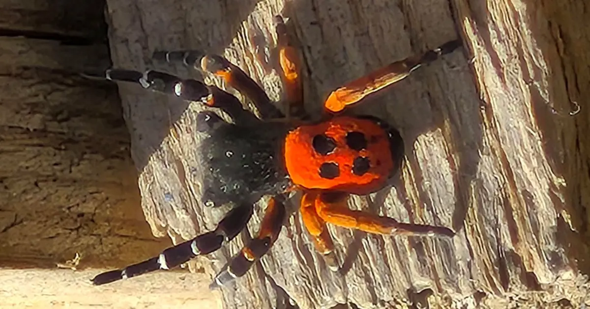Akdeniz ve Orta Asya'nın nadir türü Elazığ'da görüntülendi