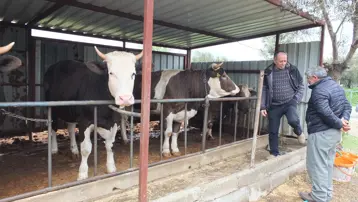 Balıkesir’de kurbanlık satışları başladı