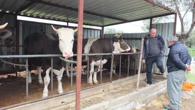 Balıkesir’de kurbanlık satışları başladı