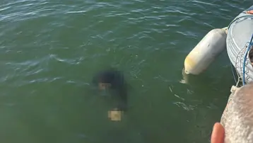 Tekerlekli sandalyesiyle denize düştü: Kurtarılamadı
