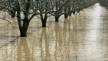 Yağışlar bahçeleri su altında bıraktı. Su çekilmezse kuruyacaklar