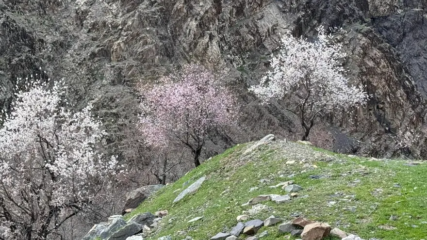 ÇİÇEKLER 25 GÜN GEÇ AÇTI 1