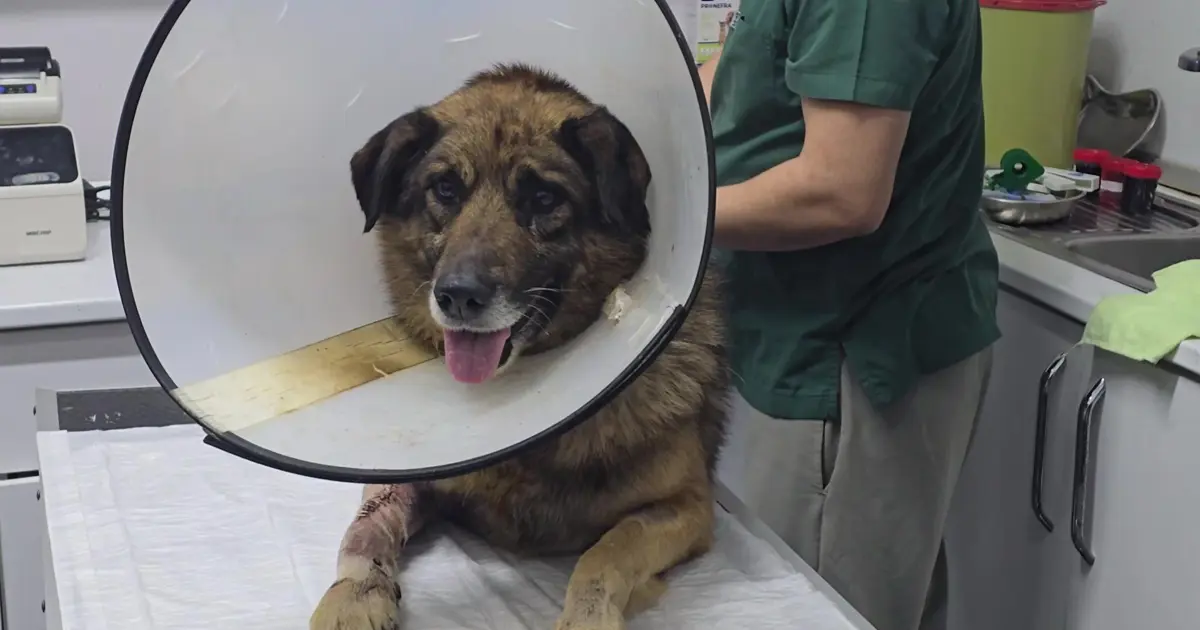 Araca havlayan köpeği silahla yaraladılar. Aylar süren mücadelenin ardından "Kurşun" hayata tutundu