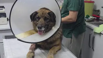 Araca havlayan köpeği silahla yaraladılar. Aylar süren mücadelenin ardından "Kurşun" hayata tutundu