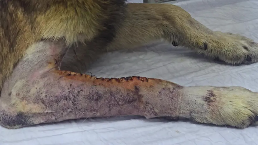 Araca havlayan köpeği silahla yaraladılar. Aylar süren mücadelenin ardından "Kurşun" hayata tutundu 