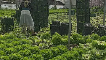 5 liraya düşünce zararıyla ağlatmıştı. Bu yıl üretici mutlu