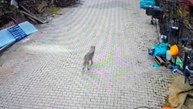 Feke'de yerleşim alanına inen kurt görüntülendi