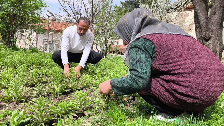 450 bine ulaştı, tek tek sökülerek toplanıyor. 5 bin Euro'dan satıyorlar 