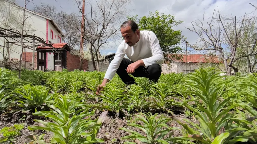 450 bine ulaştı, tek tek sökülerek toplanıyor. 5 bin Euro'dan satıyorlar 2