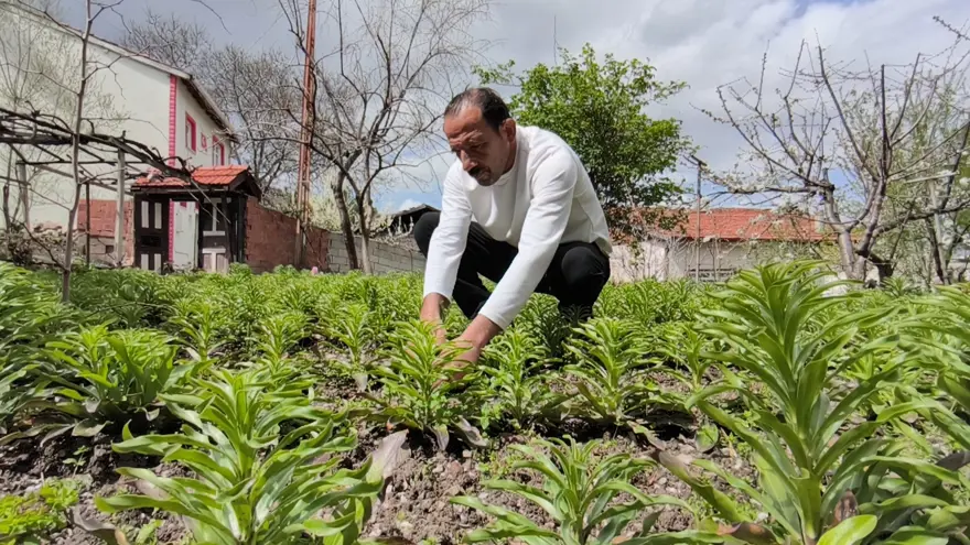 450 bine ulaştı, tek tek sökülerek toplanıyor. 5 bin Euro'dan satıyorlar 3