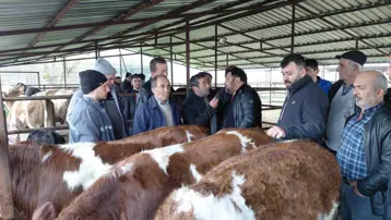 Bolu'da kurban pazarlarında hareketlilik başladı. 3 kurbanlığı 435 bin lira verdi
