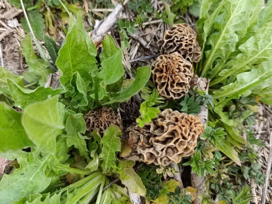 Doğanın eti olarak biliniyor. Dağlarda bolca var, toplayıp bin liraya satıyorlar 3 Doğanın eti olarak biliniyor. Dağlarda bolca var, toplayıp bin liraya satıyorlar 3
