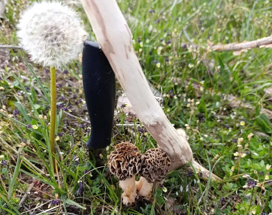 Doğanın eti olarak biliniyor. Dağlarda bolca var, toplayıp bin liraya satıyorlar 2 Doğanın eti olarak biliniyor. Dağlarda bolca var, toplayıp bin liraya satıyorlar 2