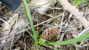 Doğanın eti olarak biliniyor. Dağlarda bolca var, toplayıp bin liraya satıyorlar