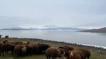 Ağrı'daki yağışlar barajlardaki debiyi artırdı