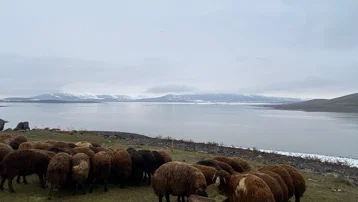 Ağrı'daki yağışlar barajlardaki debiyi artırdı