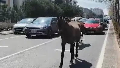 Başıboş atlar şehirde yolları mesken tuttu